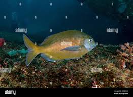 Image result for Pachymetopon grande