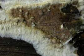 Attēlu rezultāti vaicājumam “Coniophora puteana”