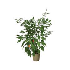 Afbeeldingsresultaat voor chili maya hot pepper hot pepper