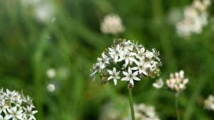 Image result for Allium tuberosum