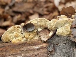 Attēlu rezultāti vaicājumam “Antrodiella serpula”