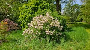 Attēlu rezultāti vaicājumam “Rhododendron periclymenoides flower”