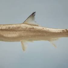 Image result for Elops saurus