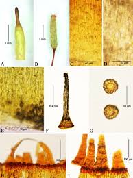 Attēlu rezultāti vaicājumam “Encalypta”
