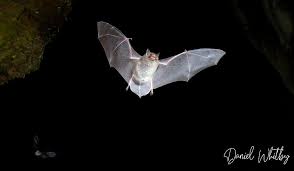 Attēlu rezultāti vaicājumam “Myotis daubentonii”