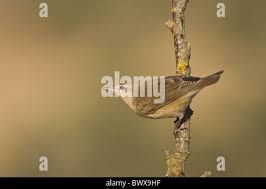 Attēlu rezultāti vaicājumam “Sylvia borin adult”
