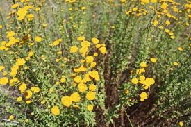 Attēlu rezultāti vaicājumam “Saussurea esthonica flower”