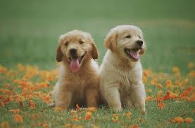 Afbeeldingsresultaat voor honden