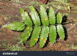 Attēlu rezultāti vaicājumam “Gymnosporangium cornutum”