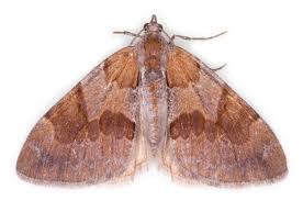 Attēlu rezultāti vaicājumam “Pennithera firmata”