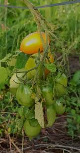 Afbeeldingsresultaat voor banana legs tomato