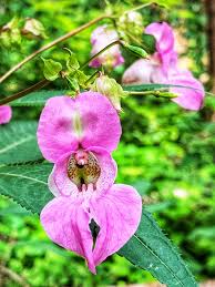 Attēlu rezultāti vaicājumam “Impatiens glandulifera flower”