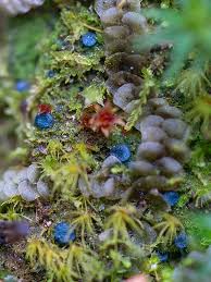 Attēlu rezultāti vaicājumam “Mniaecia jungermanniae”