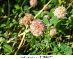 Attēlu rezultāti vaicājumam “Trifolium fragiferum fruit”