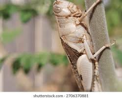 Attēlu rezultāti vaicājumam “Platydracus fulvipes”