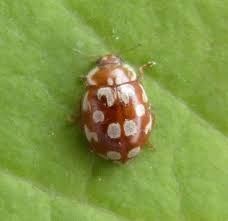 Attēlu rezultāti vaicājumam “Myrrha octodecimguttata”