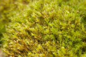 Attēlu rezultāti vaicājumam “Racomitrium heterostichum”