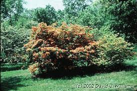 Attēlu rezultāti vaicājumam “Rhododendron calendulaceum”