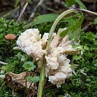 Attēlu rezultāti vaicājumam “Sebacina incrustans”