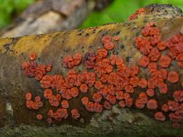 Attēlu rezultāti vaicājumam “Peniophora rufa”