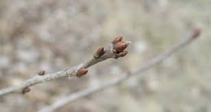 Attēlu rezultāti vaicājumam “Quercus rubra bud”
