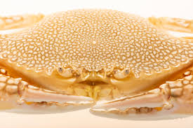 Attēlu rezultāti vaicājumam “Cribraria oregana macro”