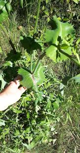 Attēlu rezultāti vaicājumam “Sonchus”