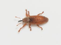 Attēlu rezultāti vaicājumam “Brachonyx pineti”