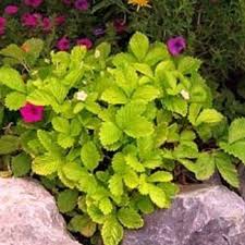 Attēlu rezultāti vaicājumam “Fragaria vesca”