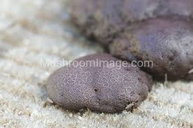 Attēlu rezultāti vaicājumam “Amaurochaete atra”