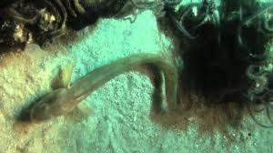 Image result for Zoarces americanus