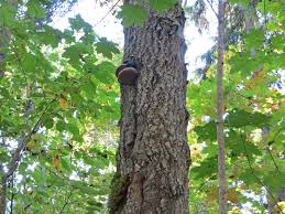 Attēlu rezultāti vaicājumam “Phellinus populicola”
