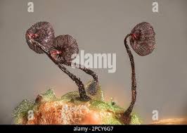 Attēlu rezultāti vaicājumam “Cribraria cancellata var. fusca stalked”