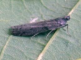 Attēlu rezultāti vaicājumam “Ortholepis betulae”