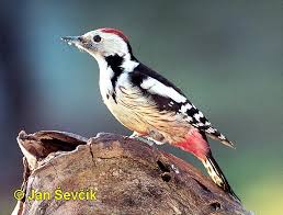 Attēlu rezultāti vaicājumam “Dendrocopos medius”