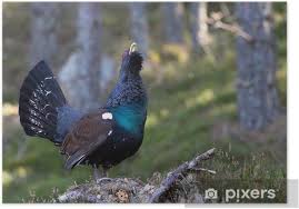 Attēlu rezultāti vaicājumam “Tetrao urogallus male”