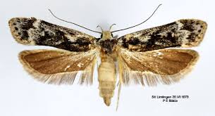 Attēlu rezultāti vaicājumam “Anacampsis blatariella”