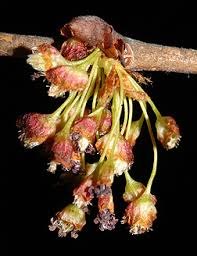 Attēlu rezultāti vaicājumam “Ulmus laevis flower”