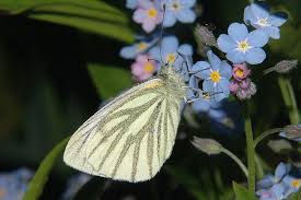 Attēlu rezultāti vaicājumam “Pieris napi”