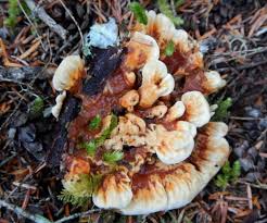 Attēlu rezultāti vaicājumam “Hydnellum aurantiacum”