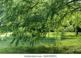 Attēlu rezultāti vaicājumam “Juglans nigra”