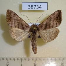 Attēlu rezultāti vaicājumam “Amphipyra livida”