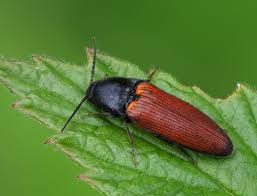 Attēlu rezultāti vaicājumam “Ampedus sp.”