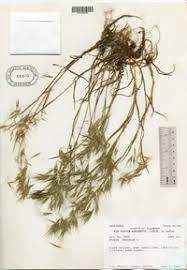 Attēlu rezultāti vaicājumam “Anisantha tectorum fruit”