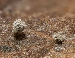 Attēlu rezultāti vaicājumam “Didymium spongiosum spores”