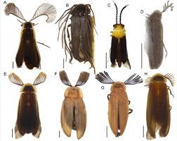 Attēlu rezultāti vaicājumam “Lampyridae”
