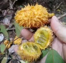 Attēlu rezultāti vaicājumam “Vicia hirsuta fruit”