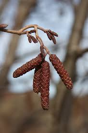 Attēlu rezultāti vaicājumam “Alnus incana female flower”