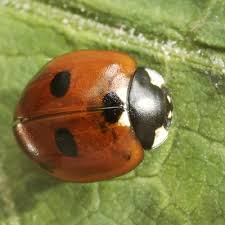 Attēlu rezultāti vaicājumam “Coccinella quinquepunctata”