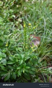Attēlu rezultāti vaicājumam “Agrimonia pilosa flower”